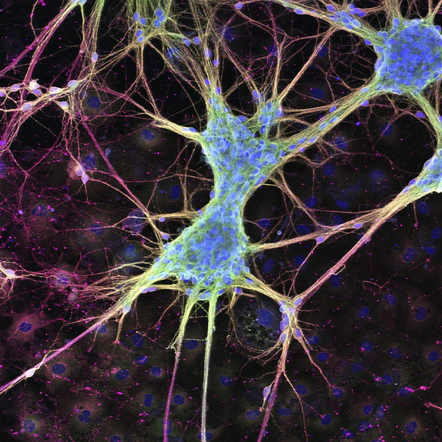 Microscopic nerve-cell image illustrating the topic of biological signaling